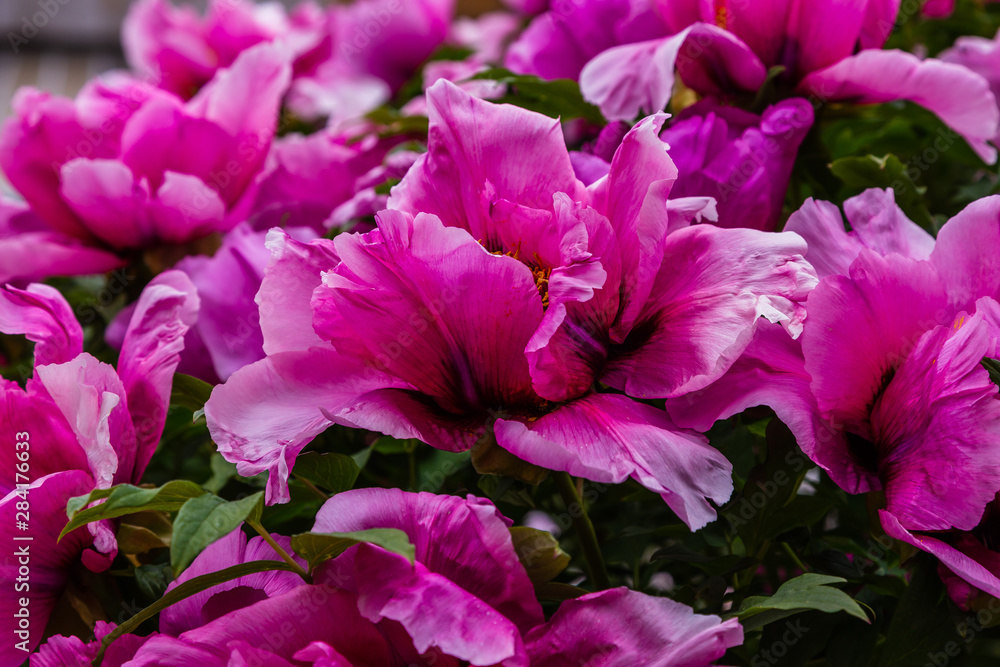 Paeonia x suffruticosa in spring garden. Paeonia blossom. Beautiful peony flowers on a natural background. Paeonia x suffruticosa in spring garden. Paeonia blossom. Beautiful peony flowers on a natural background.