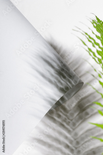 Folded paper and fern leaf