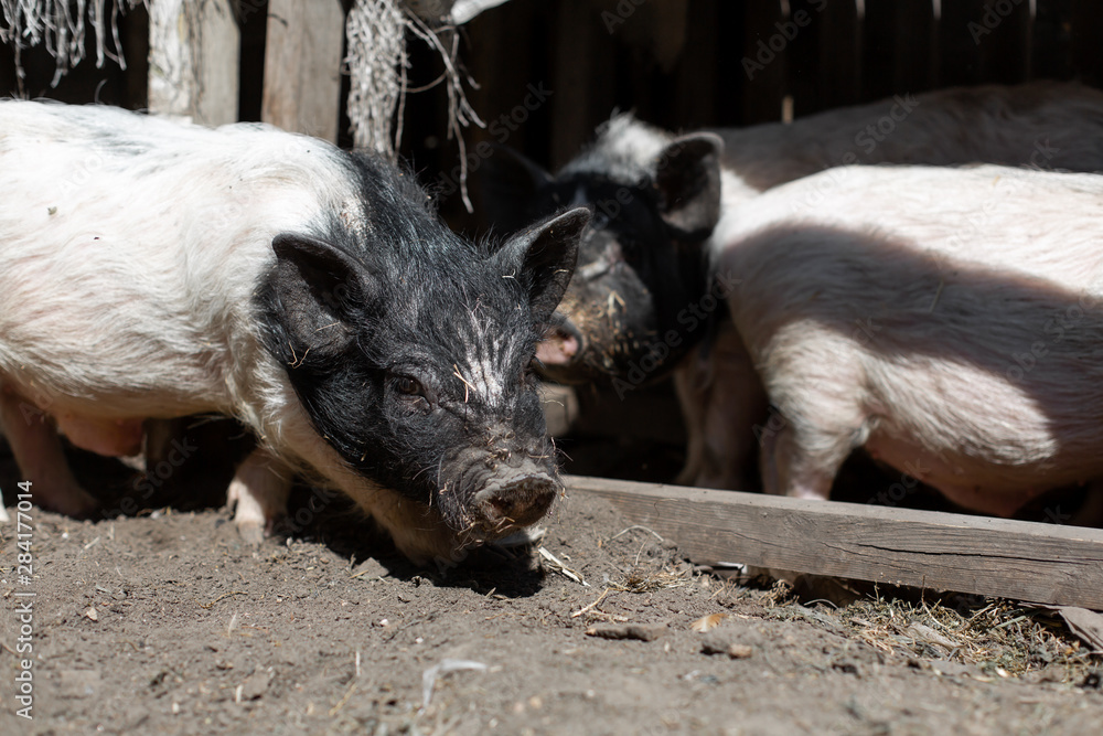 Pink pigs in the pigsty. Farming Concept Pink pigs in the pigsty. Farming Concept