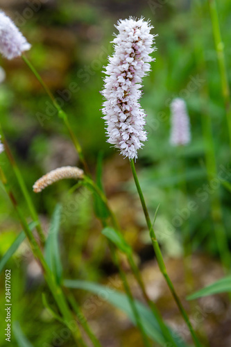 Polygonum bistorta 'Superba, Snakeroot, Snake-Root, Snakeweed in spring garden. Persicaria bistorta is medicinal plant.