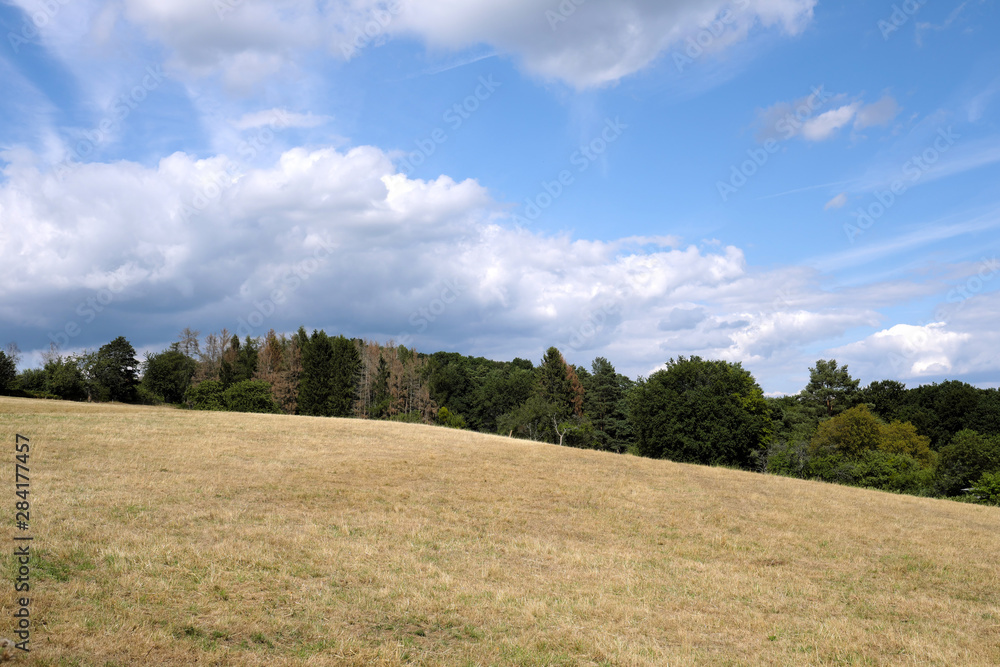 Ausgetrocknete Wiese und vertrocknete Bäume im Westerwald im August 2019 - Stockfoto Ausgetrocknete Wiese und vertrocknete Bäume im Westerwald im August 2019 - Stockfoto