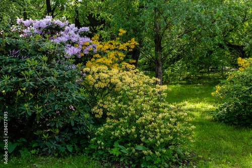 Fototapeta Naklejka Na Ścianę i Meble -  Flowering rhododendrons in the spring garden. Buds and flowers of rhododendrons on a natural background.