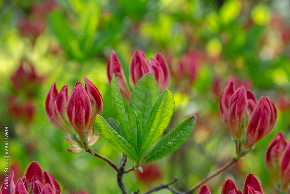 Flowering rhododendrons in the spring garden. Buds and flowers of rhododendrons on a natural background. Flowering rhododendrons in the spring garden. Buds and flowers of rhododendrons on a natural background.