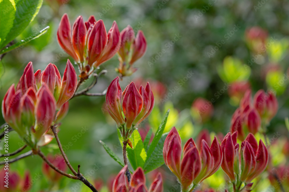 Flowering rhododendrons in the spring garden. Buds and flowers of rhododendrons on a natural background. Flowering rhododendrons in the spring garden. Buds and flowers of rhododendrons on a natural background.