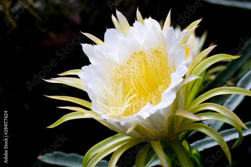 dragon fruits flower blooming on climber planting  floral  nature  background