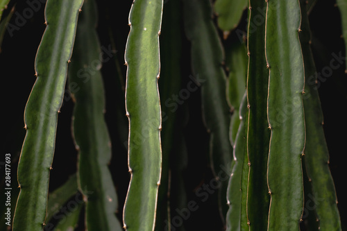 green dragon fruit tree on  climber planting   nature  background