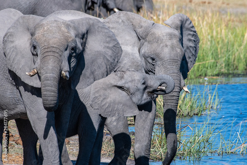 Photography Female and young elephants drinking