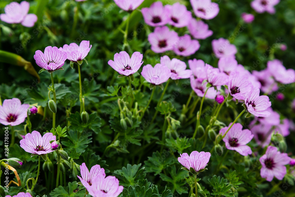 Geranium cinereum in spring garden. Ashy Cranesbill sort 'Ballerina'. A beautiful purple plant for the rock garden Geranium cinereum in spring garden. Ashy Cranesbill sort 'Ballerina'. A beautiful purple plant for the rock garden