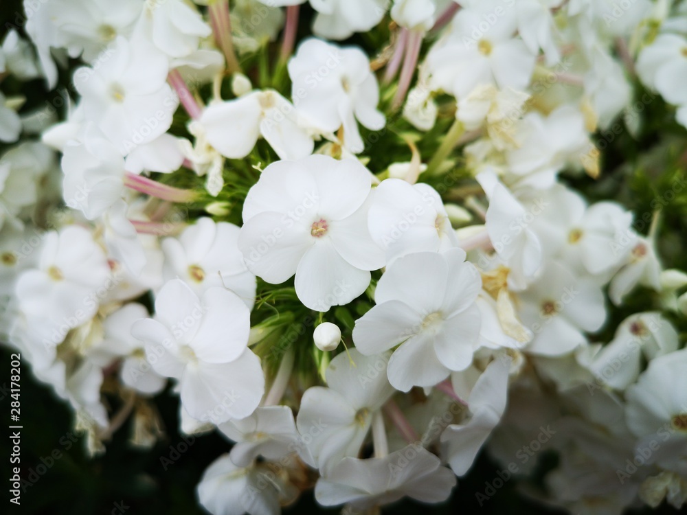 Blumen Blumen