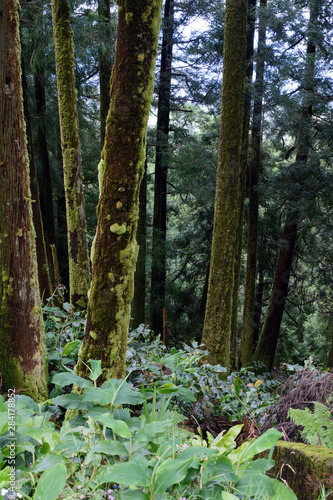 Tall conifers are covered with green moss. Wet forest on the island of San Miguel  Portugal. The ecosystem of the Azores. Jungle.