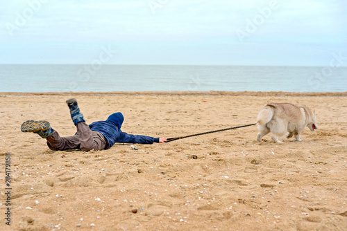Obraz na plátně The dog pulls the child for a leash on the sand on the beach and the ocean