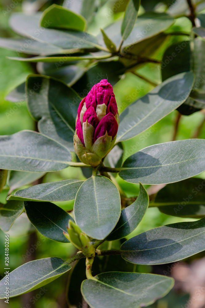 Flowering rhododendrons in the spring garden. Buds and flowers of rhododendrons on a natural background. Flowering rhododendrons in the spring garden. Buds and flowers of rhododendrons on a natural background.