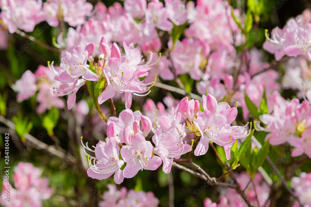 Pink flowers of Rhododendron vaseyi in spring garden. Plant, deciduous shrub; species of the genus Rhododendron. Used as a decorative garden plant Pink flowers of Rhododendron vaseyi in spring garden. Plant, deciduous shrub; species of the genus Rhododendron. Used as a decorative garden plant