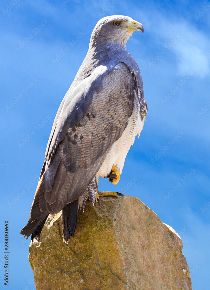 Fototapeta premium black-chested buzzard-eagle (Geranoaetus) portrait