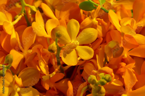 Full frame orange orchid are very bright picture. © Pongsatorn