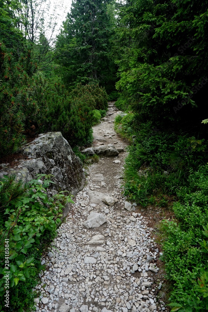 Mountain stone trail through forest in High Tatras. Mountain road in the forest. Journey through the Carpathian forests and mountains Mountain stone trail through forest in High Tatras. Mountain road in the forest. Journey through the Carpathian forests and mountains