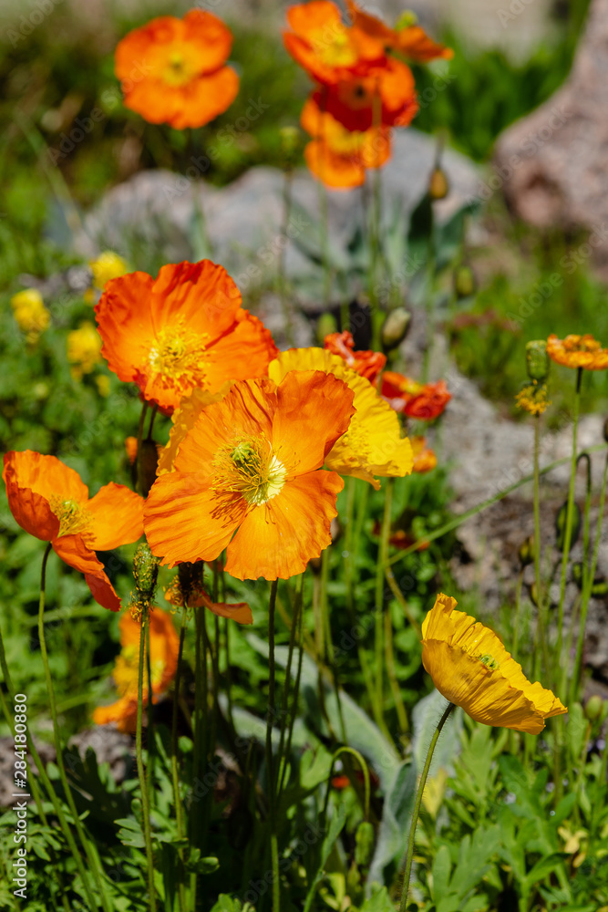 Eschscholzia californica in rock garden. Orange flowers of California poppy in spring garden. Eschscholzia californica in rock garden. Orange flowers of California poppy in spring garden.