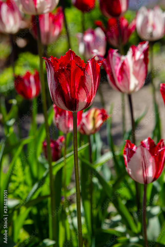 Spring blooming tulip flowrs blossom scene. Tulips in spring blooming garden. 