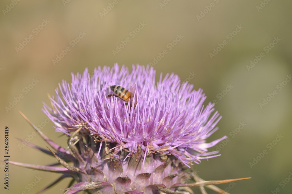 The beautiful insect bee in the natural environment The beautiful insect bee in the natural environment