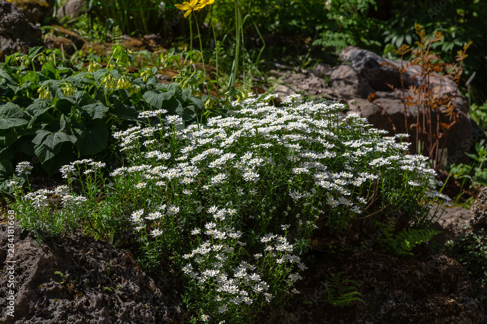 Iberis gibraltarica in the rock garden. Floral background with white flowers. Ground cover plants for Alpine slides. Iberis gibraltarica in the rock garden. Floral background with white flowers. Ground cover plants for Alpine slides.