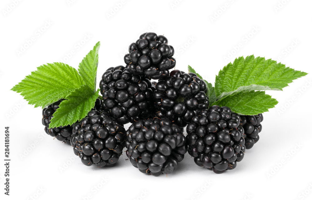 blackberry on a white background blackberry on a white background