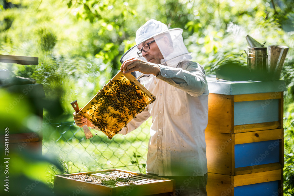 Beekeeper checking honeycomb with honeybees Beekeeper checking honeycomb with honeybees