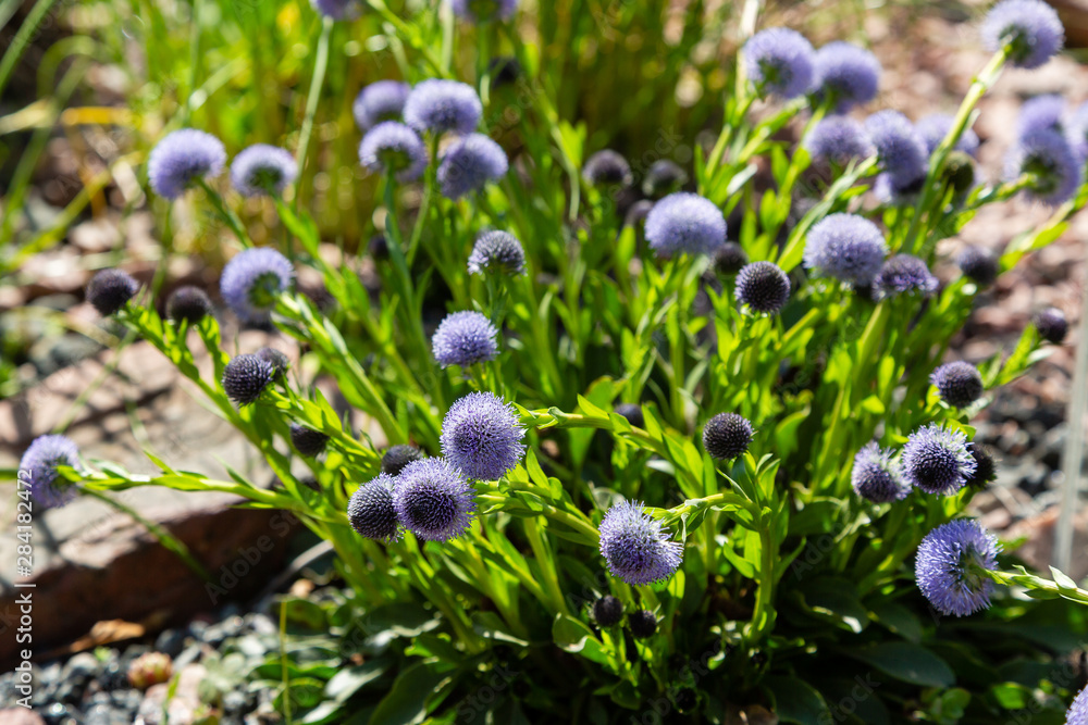 Globularia punctata in rock garden in spring garden. Globularia punctata in rock garden in spring garden.