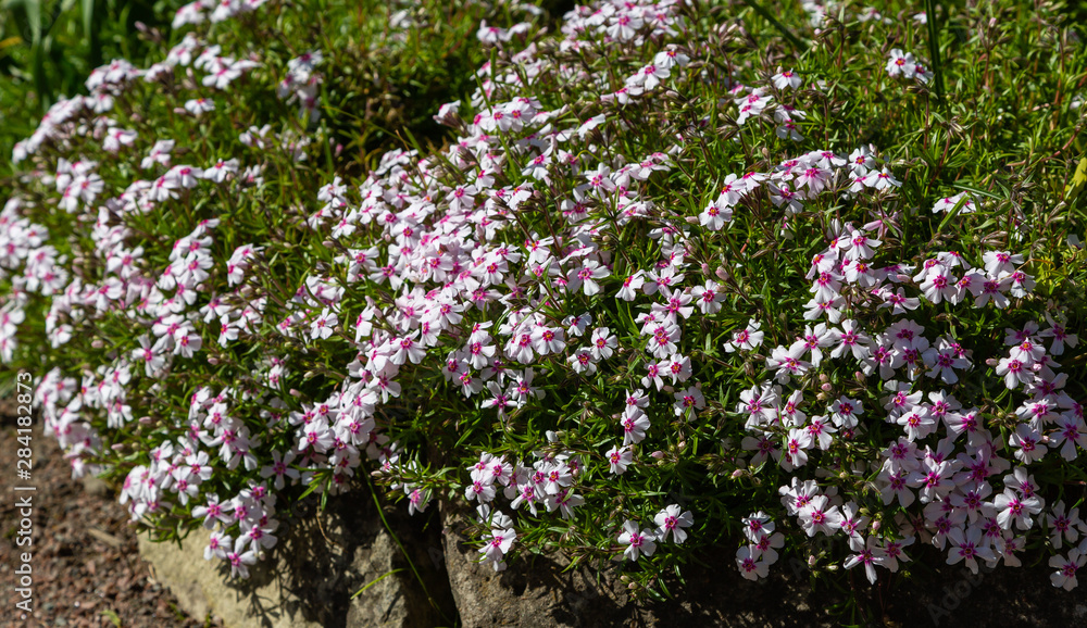 Floral background of pink flowers Phlox subulate. Carpet of purple flowers of Phlox in the spring garden. Phlox subulate ground cover plant for rock garden. Floral background of pink flowers Phlox subulate. Carpet of purple flowers of Phlox in the spring garden. Phlox subulate ground cover plant for rock garden.
