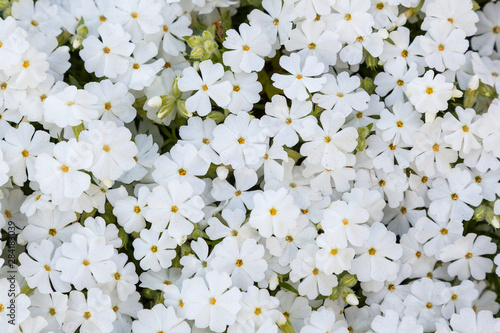 Phlox subulata in spring garden. White flowers of Phlox subulata is plant for rock garden.