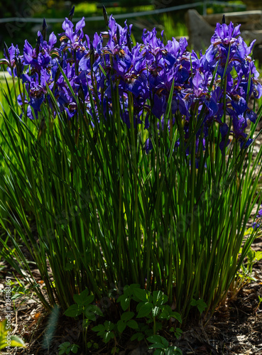 Iris sibirica in spring garden. Purple flowers of Siberian iris in natural background