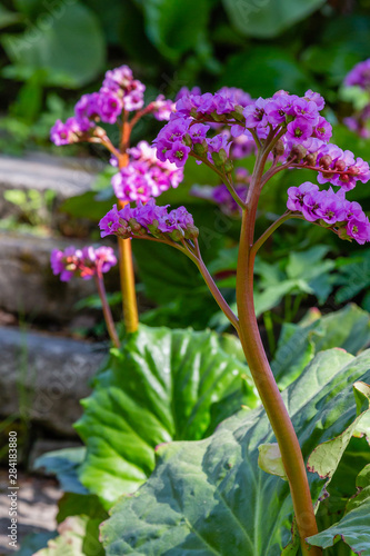 Bergenia rotblum in spring garden. Pink flower bergenia (elephant-ear, badan, Siberian tea, Mongolian tea, leather bergenia. Bergenia cordifolia photo