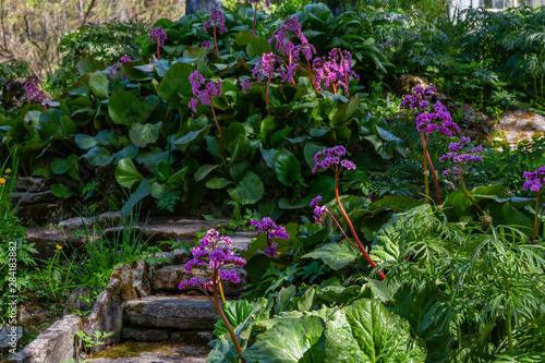 Fotografía Bergenia rotblum in spring garden