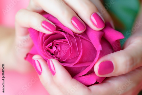 Female hands with pink manicure holding a pink rose
