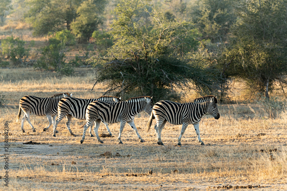 Fototapeta premium Manada de cebras en el parque Kruger, Sudáfrica.