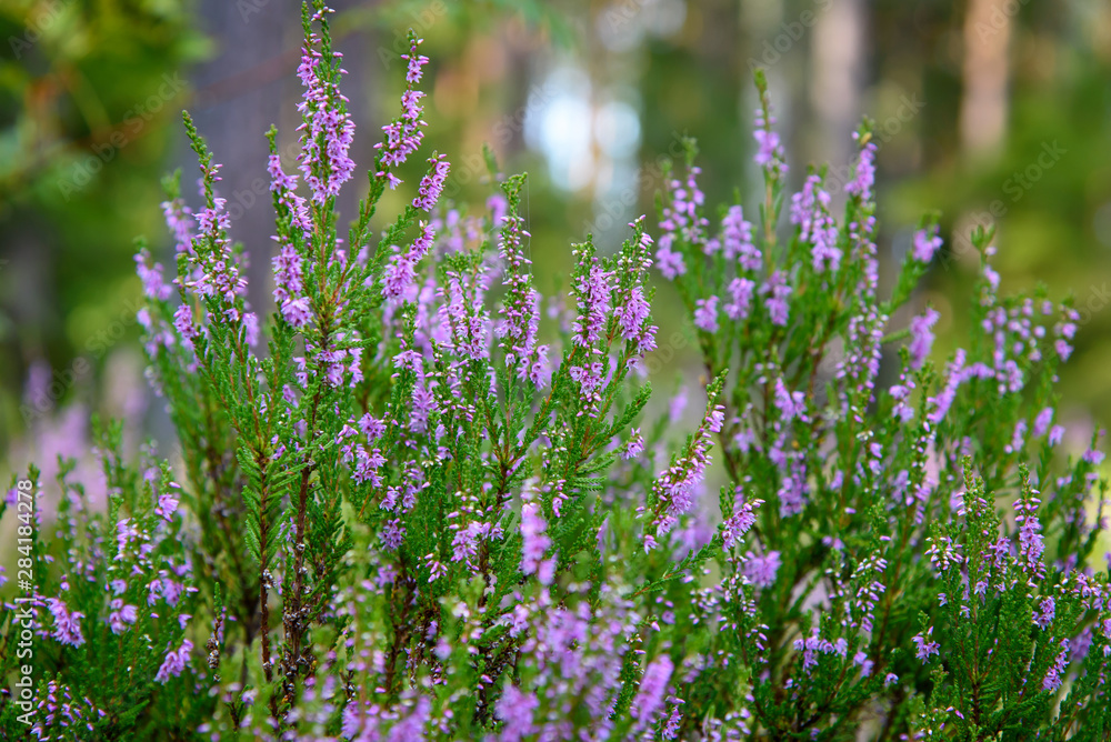 Obraz premium Heather in the woods. Beautiful white violet heather in the woods 