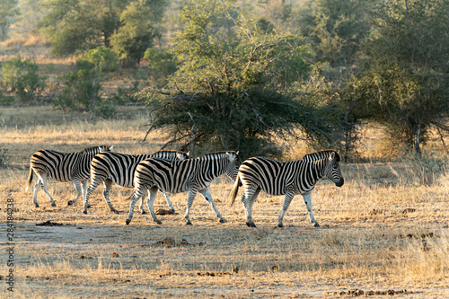 Manada de cebras en el parque Kruger  Sud  frica.