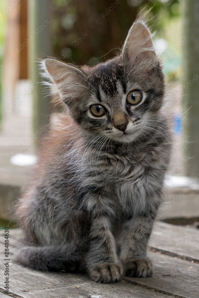 A young kitten is sitting on a wooden board. A young kitten is sitting on a wooden board.