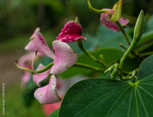  Exotic tropical flower from Costa Rica  #284184646