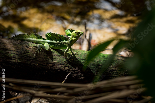 Basilisk Lizard inside a National park, Costa Rica photo