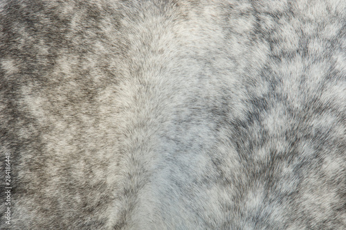 Canvas Print Dapple grey horse coat