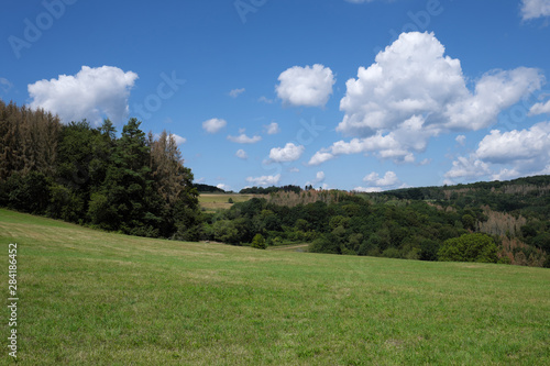 Mischwald mit abgestorbenen Nadelb  umen im Westerwald im August 2019 - Stockfoto