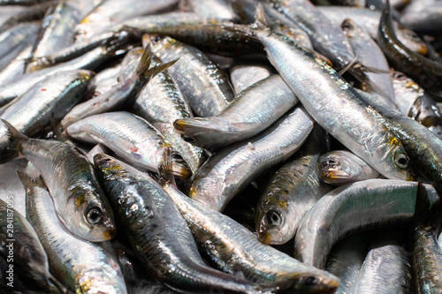 Sardines fish. Background. Sale of fresh fish on the market.