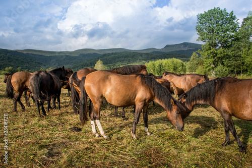 Mountain horses Haculski Poland Bieszczady