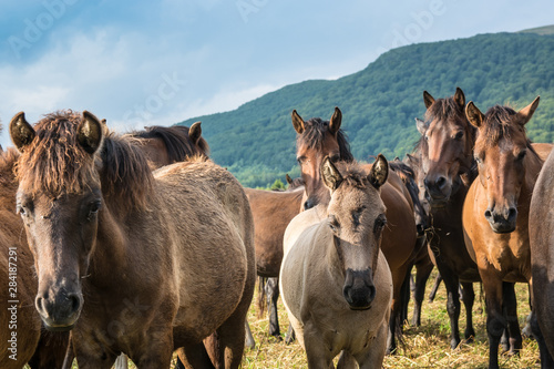 Mountain horses Haculski Poland Bieszczady