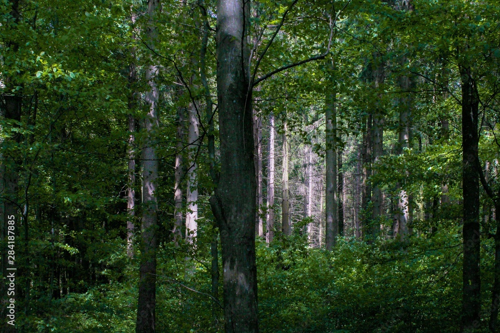 Obraz premium Forest Light