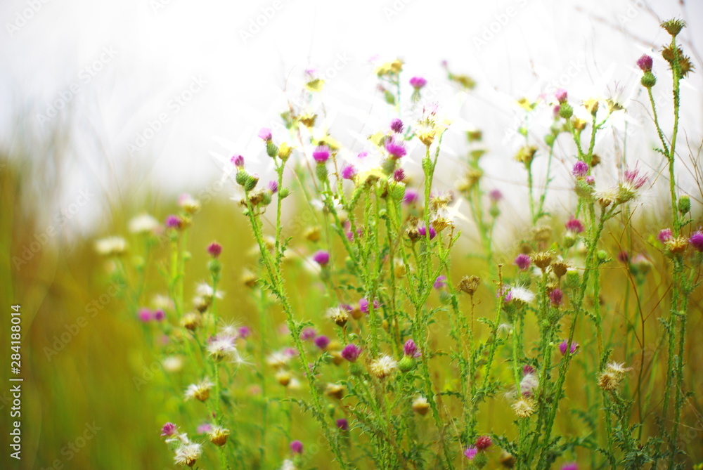 wildflowers on a blurred background wildflowers on a blurred background