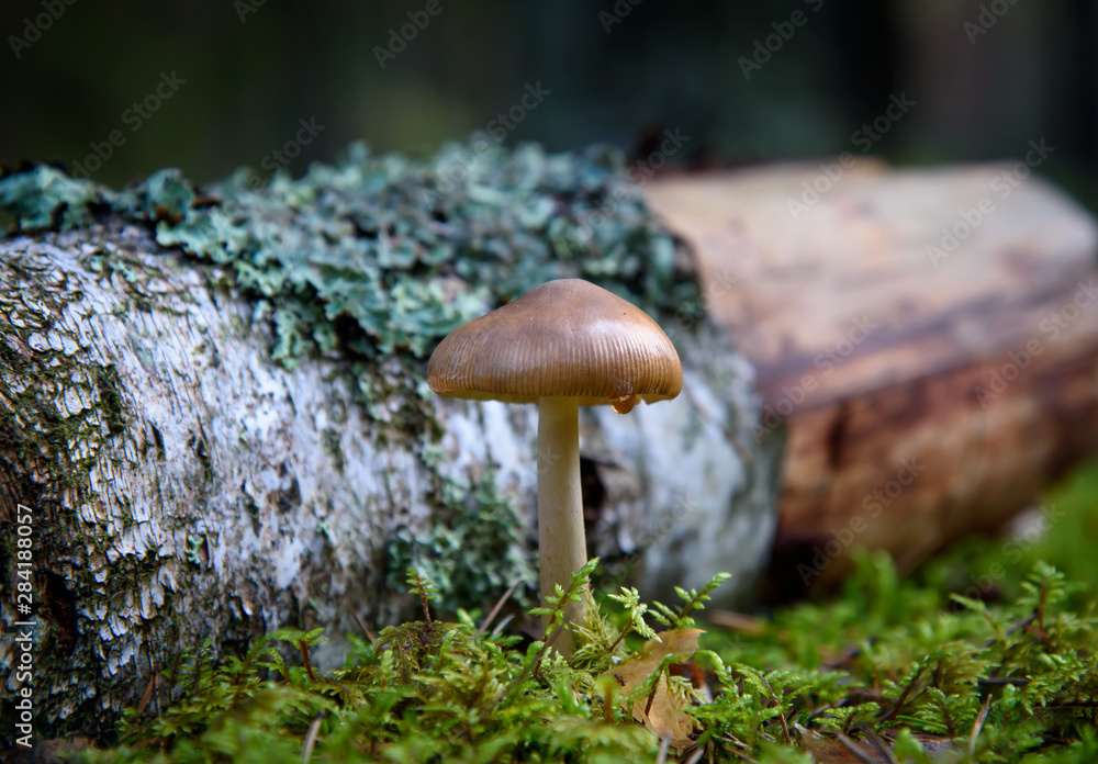 Beautiful inedible mushroom toadstool in the autumn forest. Fallen birch son in the background. Beautiful inedible mushroom toadstool in the autumn forest. Fallen birch son in the background.