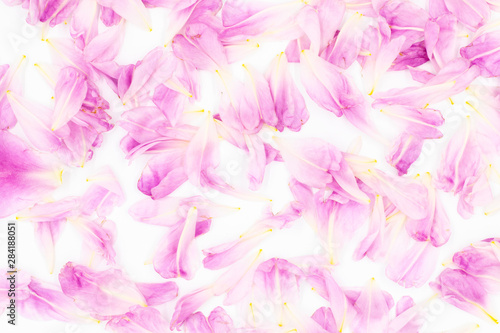 Flower petals backgrounds. Pink peony.