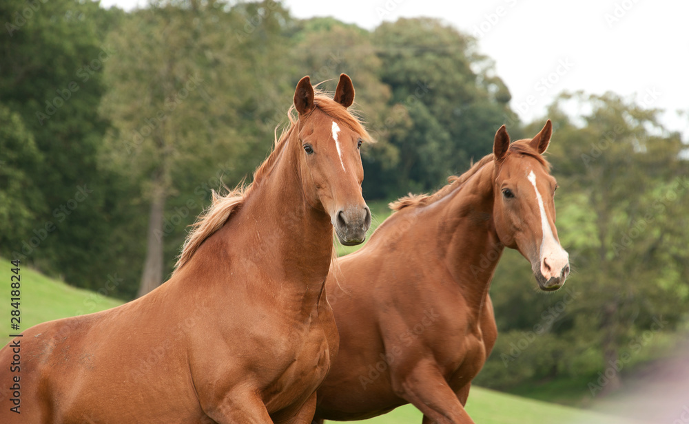 Two chestnut horses standing together stock photo Two chestnut horses standing together stock photo