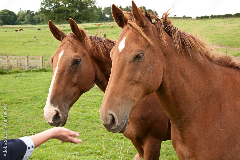 Two chestnut horses standing together stock photo Two chestnut horses standing together stock photo